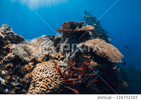 Corals and marine life in deep blue ocean on shipwreck in Bali 116732383