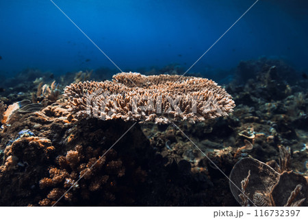 Underwater scene with corals. Tropical blue sea with transparent water Underwater scene with corals. Tropical blue sea with transparent water 116732397