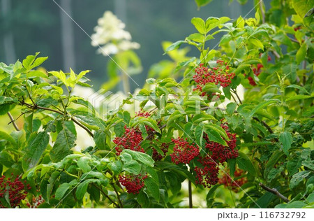 エゾニワトコの赤い実 116732792