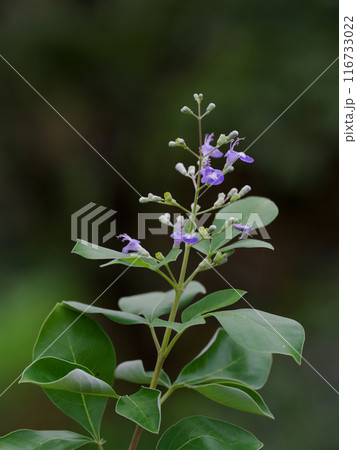 夏に紫の花を咲かせるミツバハマゴウ 夏に紫の花を咲かせるミツバハマゴウ 116733022