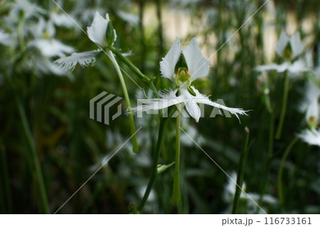 夏の妖精さぎ草の花 116733161