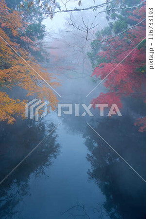 【湯布院】朝霧にけむる金鱗湖と紅葉の風景 【湯布院】朝霧にけむる金鱗湖と紅葉の風景 116733193