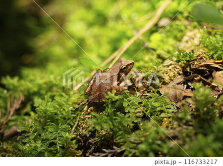 タゴガエル 116733217
