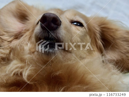 　マイペット。遊びに飽きて、そろそろ眠たくなってきた。 116733249