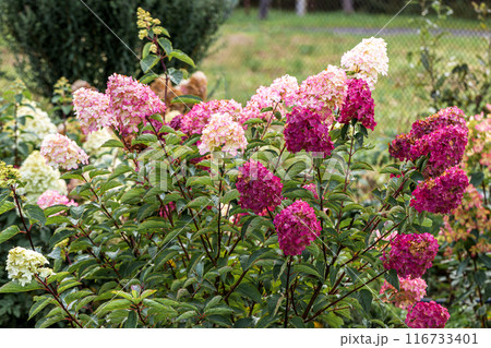 Growing hydrangea paniculata in the garden. Autumn coloring of flowers 116733401