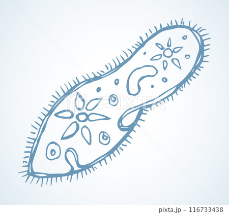 Paramecium caudatum. Vector drawing icon 116733438
