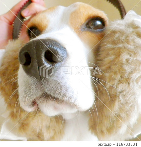 イヤーマフをするビーグル犬 イヤーマフをするビーグル犬 116733531