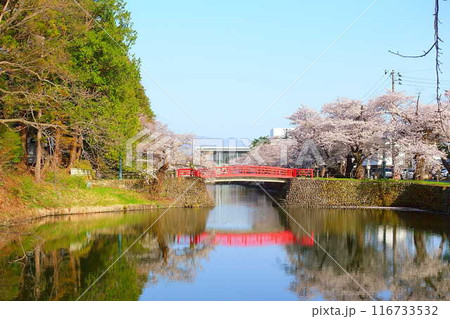 満開の桜 花筏 松が岬公園 さくら サクラ ソメイヨシノ 満開の桜 花筏 松が岬公園 さくら サクラ ソメイヨシノ 116733532