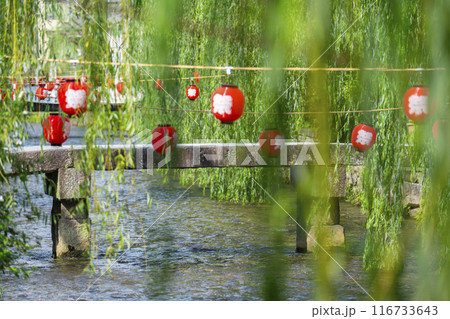 京都市東山区の白川に掛かる梅宮橋と柳並木の風景 116733643
