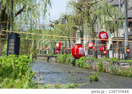 京都市東山区の白川に掛かる一本橋と柳並木の風景 116733648