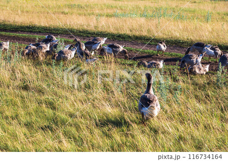Domestic gray geese on a meadow. Gray Geese in the grass, domestic bird, flock of geese 116734164