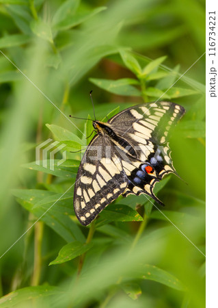 キアゲハ 116734221
