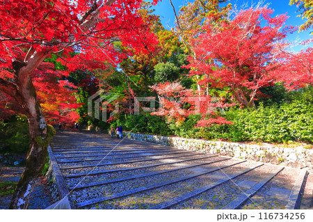 【京都府】快晴の光明寺の表参道(女人坂)の紅葉 【京都府】快晴の光明寺の表参道(女人坂)の紅葉 116734256