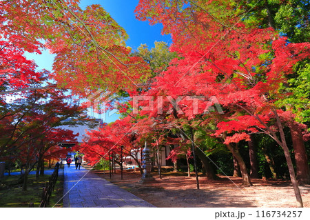 【京都府】快晴の光明寺の表参道の紅葉 116734257