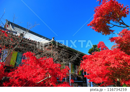 【京都府】快晴の光明寺の御影堂と紅葉 116734259