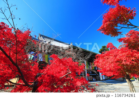 【京都府】快晴の光明寺の御影堂と紅葉 【京都府】快晴の光明寺の御影堂と紅葉 116734261