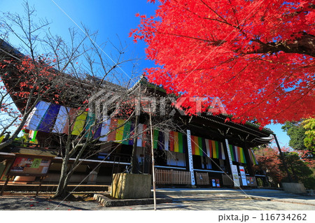 【京都府】快晴の光明寺の御影堂と紅葉 【京都府】快晴の光明寺の御影堂と紅葉 116734262