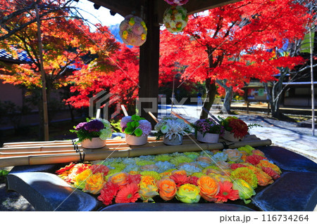 【京都府】光明寺の花手水と紅葉 【京都府】光明寺の花手水と紅葉 116734264