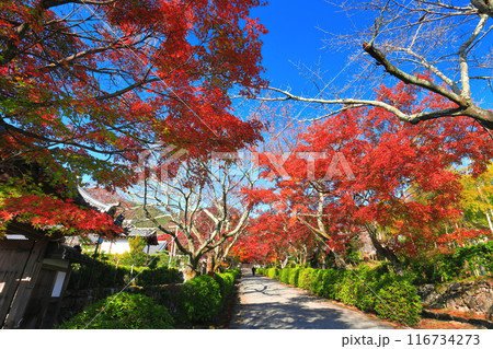 【滋賀県】晴天の西教寺の紅葉(もみじ参道) 【滋賀県】晴天の西教寺の紅葉(もみじ参道) 116734273