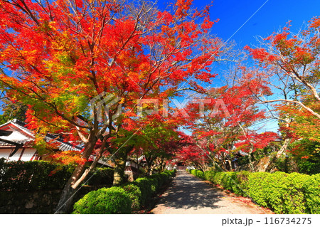 【滋賀県】晴天の西教寺の紅葉（もみじ参道） 116734275