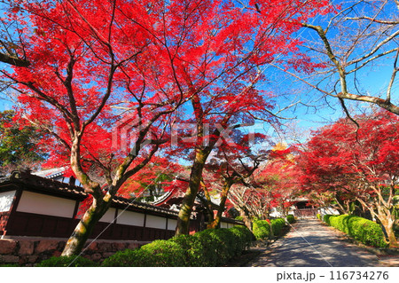【滋賀県】晴天の西教寺の紅葉（もみじ参道） 116734276
