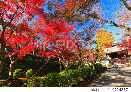【滋賀県】晴天の西教寺の紅葉(もみじ参道) 【滋賀県】晴天の西教寺の紅葉(もみじ参道) 116734277