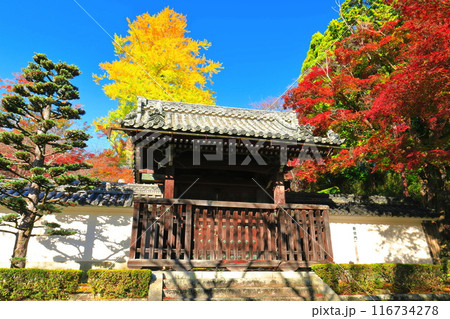 【滋賀県】晴天の西教寺の紅葉(勅使門) 【滋賀県】晴天の西教寺の紅葉(勅使門) 116734278