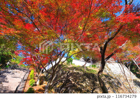 【滋賀県】晴天の西教寺の紅葉 【滋賀県】晴天の西教寺の紅葉 116734279