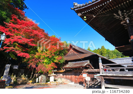 【滋賀県】晴天の西教寺の紅葉（客殿） 116734280