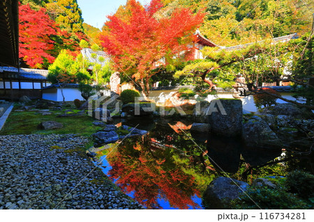 【滋賀県】晴天の西教寺の庭園の逆さ紅葉 116734281