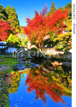【滋賀県】晴天の西教寺の庭園の逆さ紅葉 116734282