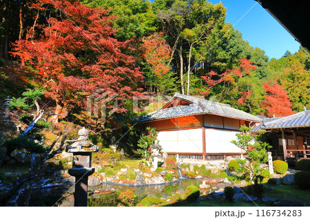 【滋賀県】晴天の西教寺の客殿庭園の紅葉 116734283