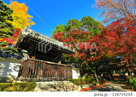 【滋賀県】晴天の西教寺の紅葉(勅使門) 【滋賀県】晴天の西教寺の紅葉(勅使門) 116734284