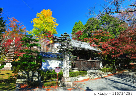 【滋賀県】晴天の西教寺の紅葉（勅使門） 116734285