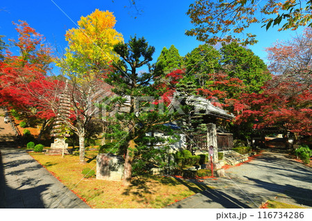 【滋賀県】晴天の西教寺の紅葉(勅使門) 【滋賀県】晴天の西教寺の紅葉(勅使門) 116734286