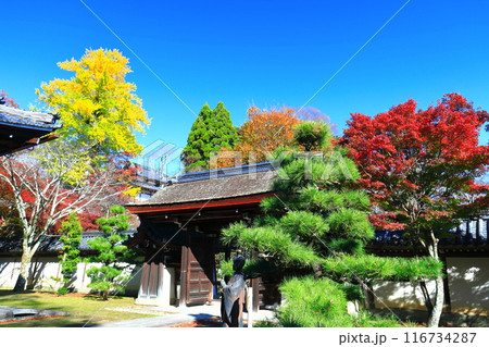 【滋賀県】晴天の西教寺の紅葉 【滋賀県】晴天の西教寺の紅葉 116734287