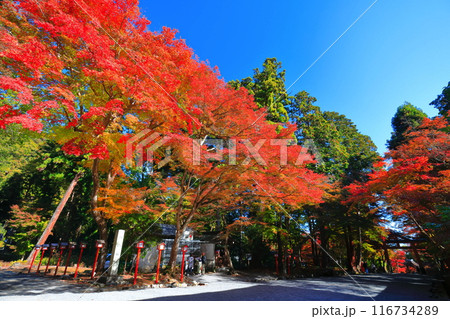 【滋賀県】晴天の日吉大社の紅葉（西本宮） 116734289