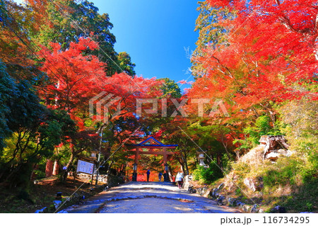 【滋賀県】晴天の日吉大社の紅葉 116734295