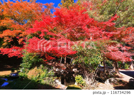 【滋賀県】晴天の日吉大社の紅葉 【滋賀県】晴天の日吉大社の紅葉 116734296