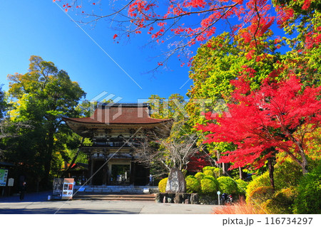 【滋賀県】晴天の三井寺（園城寺）の仁王門と紅葉 116734297