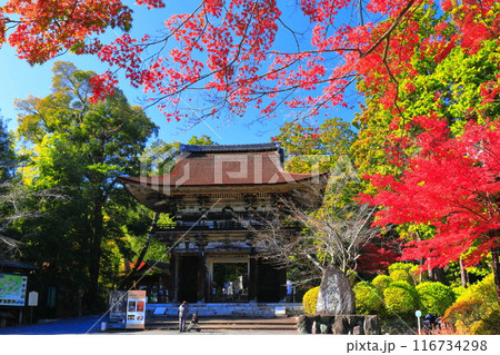 【滋賀県】晴天の三井寺(園城寺)の仁王門と紅葉 【滋賀県】晴天の三井寺(園城寺)の仁王門と紅葉 116734298