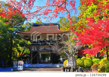 【滋賀県】晴天の三井寺（園城寺）の仁王門と紅葉 116734299