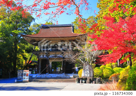 【滋賀県】晴天の三井寺（園城寺）の仁王門と紅葉 116734300