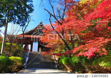 【滋賀県】晴天の三井寺（園城寺）の金堂と紅葉 116734301