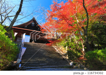 【滋賀県】晴天の三井寺(園城寺)の金堂と紅葉 【滋賀県】晴天の三井寺(園城寺)の金堂と紅葉 116734302