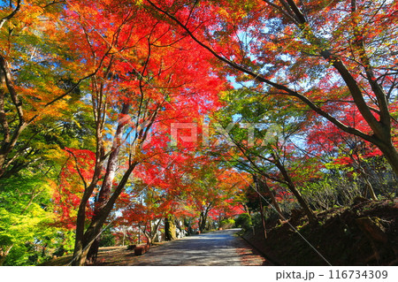 【滋賀県】晴天の三井寺（園城寺）の紅葉 116734309