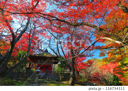 【滋賀県】晴天の三井寺（園城寺）の毘沙門堂の紅葉 116734311