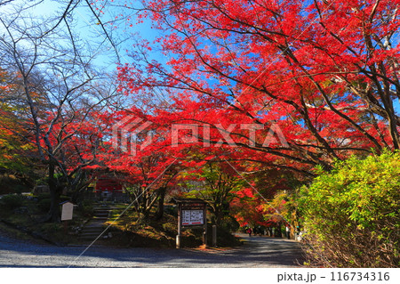 【滋賀県】晴天の三井寺(園城寺)の毘沙門堂の紅葉 【滋賀県】晴天の三井寺(園城寺)の毘沙門堂の紅葉 116734316