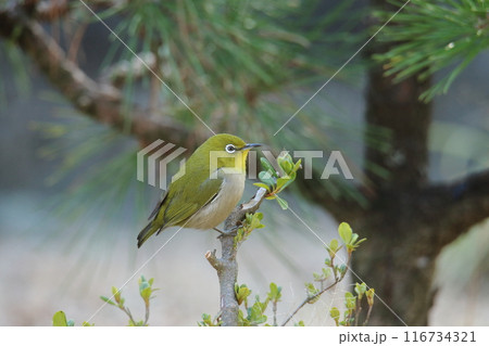 庭に飛んで来た鳥 メジロ、 庭に飛んで来た鳥 メジロ、 116734321