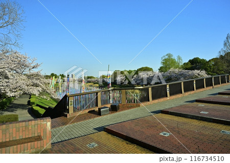 館林市の鶴生田川に架かるふれあい橋と鯉のぼりに桜並木 116734510